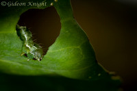 Dot Moth caterpillar
