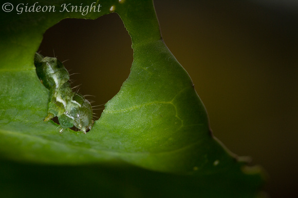 Dot Moth caterpillar
